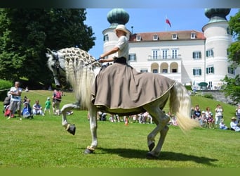 PRE, Ogier, 13 lat, 163 cm, Siwa