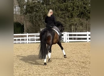 PRE Mix, Ogier, 13 lat, 168 cm, Kara