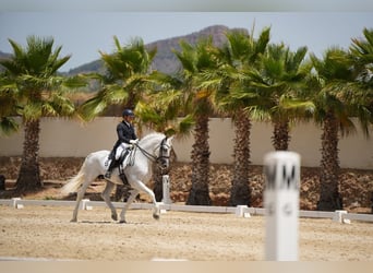 PRE, Ogier, 14 lat, 165 cm, Siwa