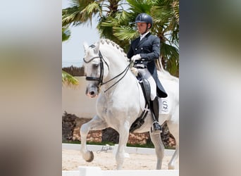 PRE, Ogier, 14 lat, 165 cm, Siwa