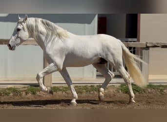 PRE, Ogier, 14 lat, 165 cm, Siwa