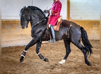 PRE Mix, Ogier, 14 lat, 168 cm, Kara