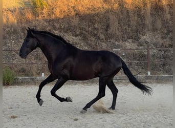 PRE Mix, Ogier, 15 lat, 160 cm, Kara