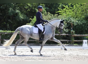 PRE Mix, Ogier, 15 lat, 161 cm, Biała