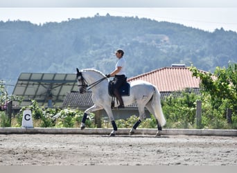 PRE Mix, Ogier, 15 lat, 168 cm, Siwa