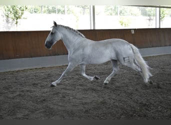 PRE Mix, Ogier, 15 lat, 168 cm, Siwa