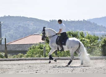 PRE Mix, Ogier, 15 lat, 168 cm, Siwa