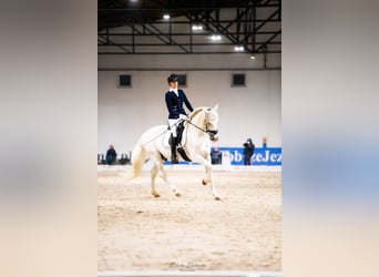 PRE Mix, Ogier, 18 lat, 162 cm, Siwa
