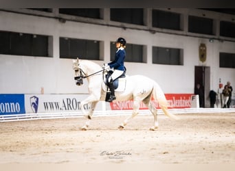 PRE Mix, Ogier, 18 lat, 162 cm, Siwa
