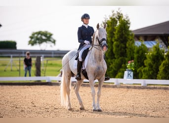 PRE Mix, Ogier, 18 lat, 162 cm, Siwa