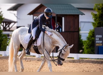 PRE Mix, Ogier, 18 lat, 162 cm, Siwa