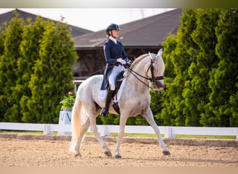 PRE Mix, Ogier, 18 lat, 162 cm, Siwa