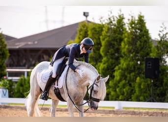PRE Mix, Ogier, 18 lat, 162 cm, Siwa