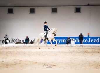 PRE Mix, Ogier, 18 lat, 162 cm, Siwa