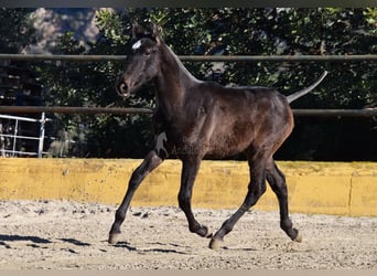 PRE Mix, Ogier, 1 Rok, 146 cm, Siwa