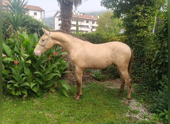 PRE Mix, Ogier, 1 Rok, 146 cm, Szampańska