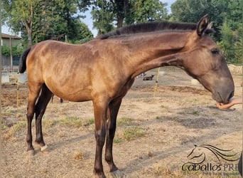 PRE Mix, Ogier, 1 Rok, 150 cm