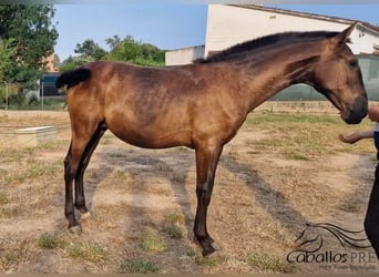 PRE Mix, Ogier, 1 Rok, 150 cm