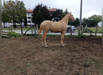 PRE Mix, Ogier, 1 Rok, 153 cm, Szampańska