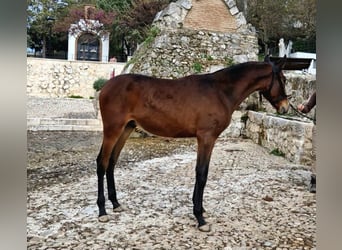 PRE, Ogier, 1 Rok, 155 cm, Ciemnogniada