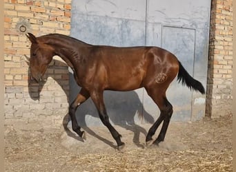 PRE, Ogier, 1 Rok, 157 cm, Ciemnogniada