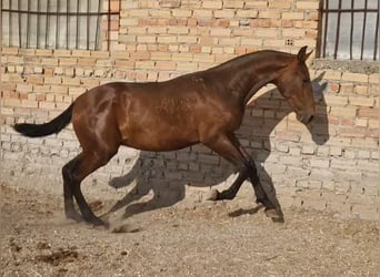 PRE, Ogier, 1 Rok, 157 cm, Ciemnogniada