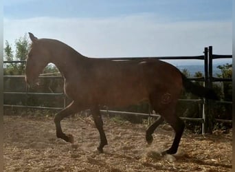 PRE, Ogier, 1 Rok, 157 cm, Ciemnogniada