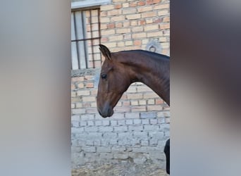 PRE, Ogier, 1 Rok, 157 cm, Ciemnogniada