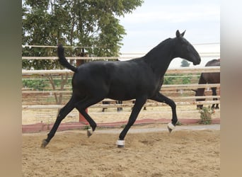 PRE Mix, Ogier, 1 Rok, 157 cm, Kara