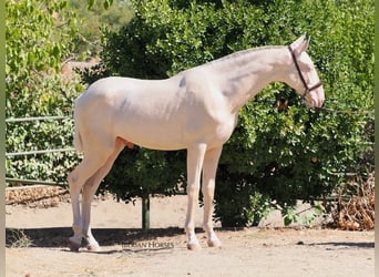 PRE Mix, Ogier, 1 Rok, 158 cm, Cremello