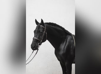 PRE, Ogier, 1 Rok, 160 cm, Gniada