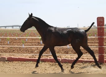 PRE Mix, Ogier, 1 Rok, 160 cm, Kara