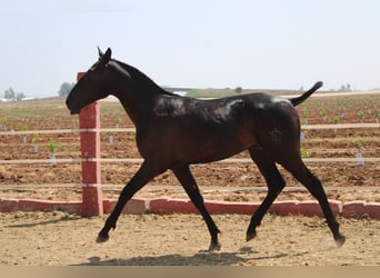 PRE Mix, Ogier, 1 Rok, 160 cm, Kara