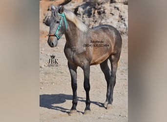 PRE, Ogier, 1 Rok, 163 cm, Formy Brown Falb