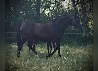 PRE Mix, Ogier, 1 Rok, 163 cm, Kara