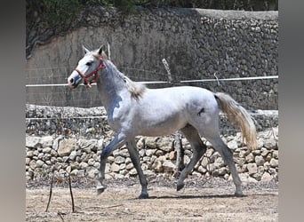 PRE Mix, Ogier, 1 Rok, 163 cm, Siwa