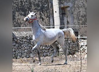 PRE Mix, Ogier, 1 Rok, 163 cm, Siwa