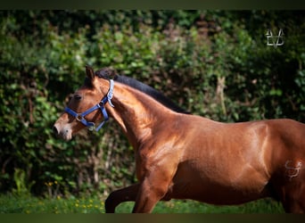 PRE Mix, Ogier, 1 Rok, 164 cm, Gniada