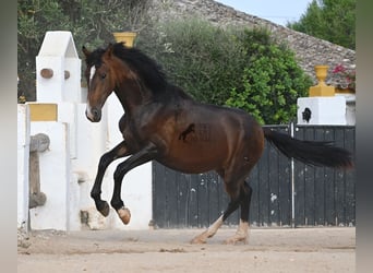 PRE Mix, Ogier, 1 Rok, 165 cm, Gniada