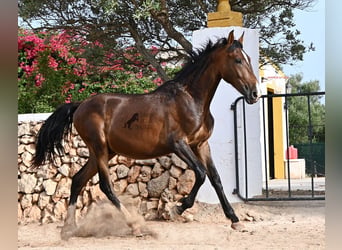 PRE Mix, Ogier, 1 Rok, 165 cm, Gniada