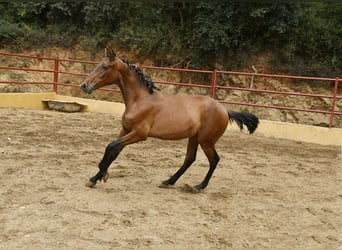 PRE Mix, Ogier, 1 Rok, 165 cm, Gniada