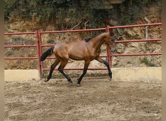 PRE Mix, Ogier, 1 Rok, 165 cm, Gniada