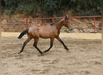 PRE Mix, Ogier, 1 Rok, 165 cm, Gniada