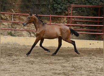 PRE Mix, Ogier, 1 Rok, 165 cm, Gniada