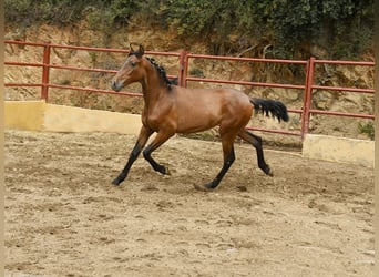 PRE Mix, Ogier, 1 Rok, 165 cm, Gniada