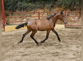 PRE Mix, Ogier, 1 Rok, 165 cm, Gniada