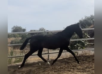 PRE Mix, Ogier, 1 Rok, 165 cm, Kara
