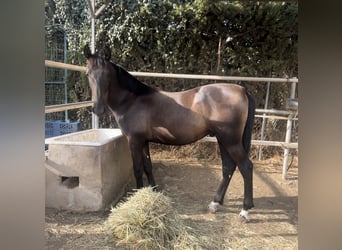 PRE Mix, Ogier, 1 Rok, 165 cm, Kara