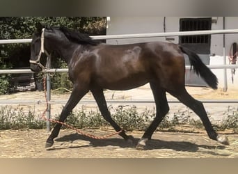 PRE Mix, Ogier, 1 Rok, 165 cm, Kara
