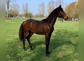 PRE, Ogier, 1 Rok, 170 cm, Gniada